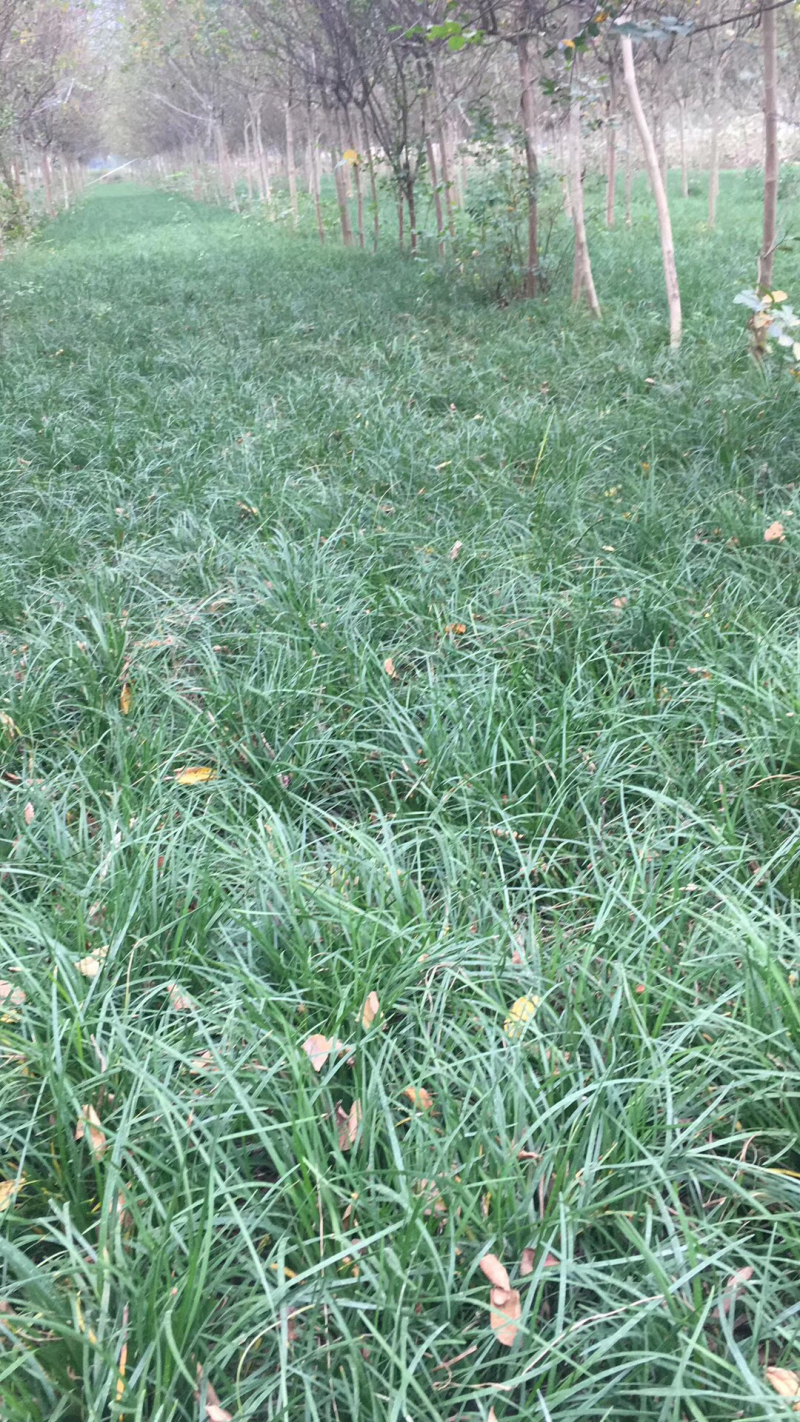 麦冬草