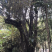 映山红。