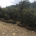 映山红。