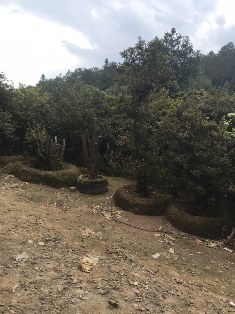映山红。