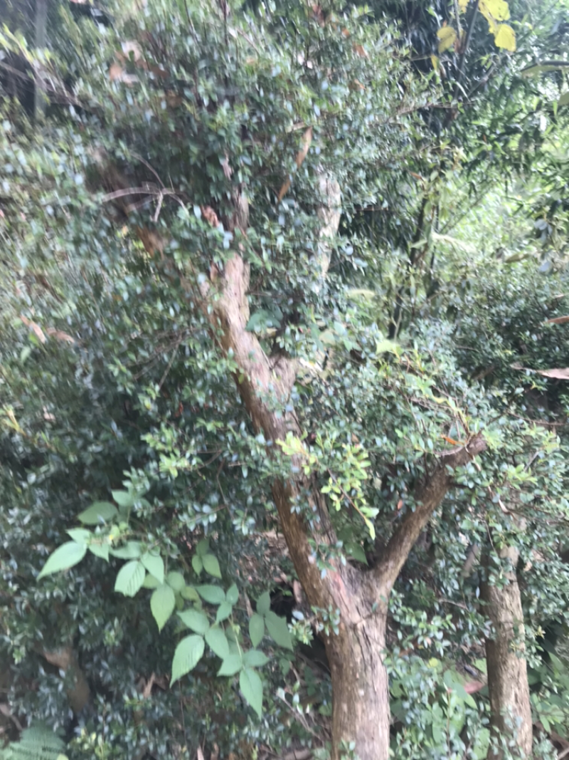 映山红。