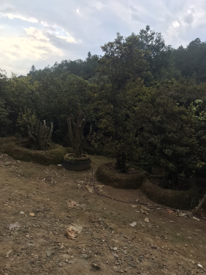 映山红。