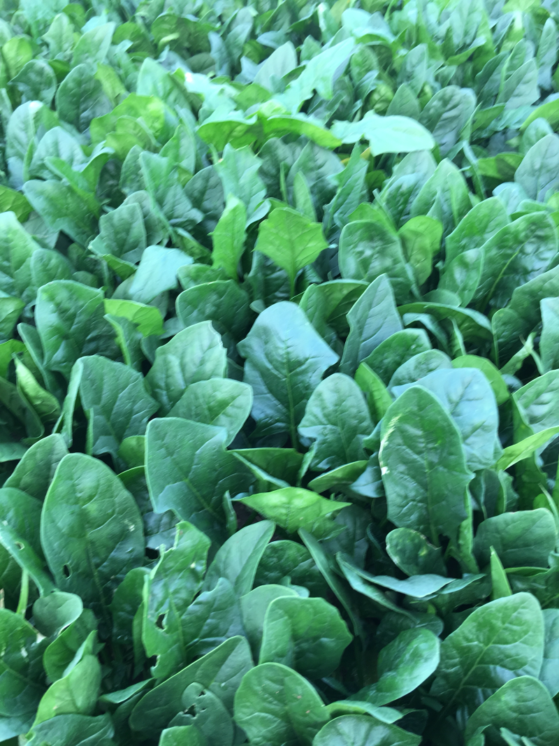 黑叶菠菜