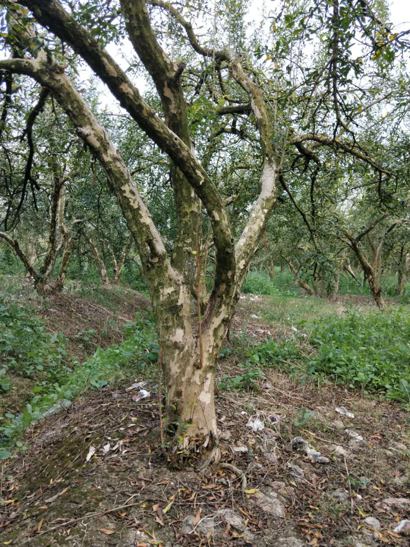 石榴树