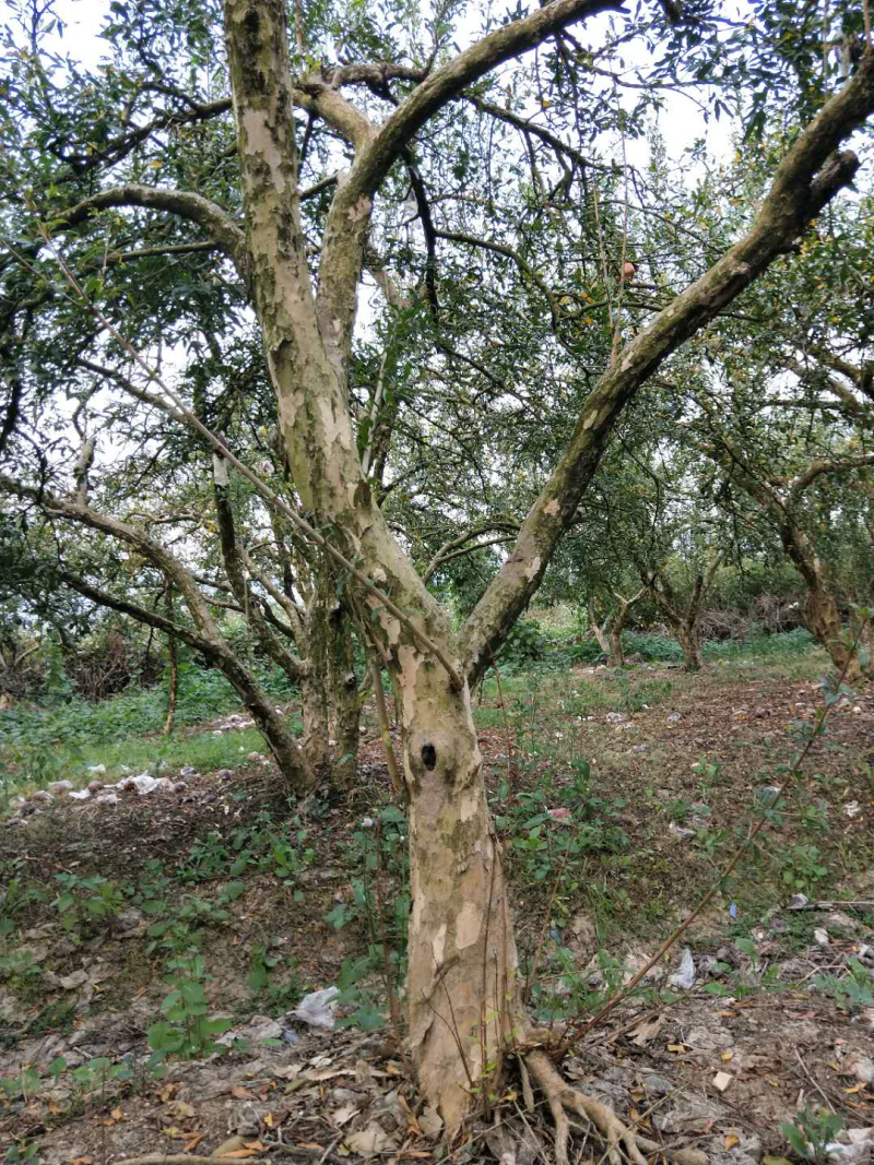 石榴树