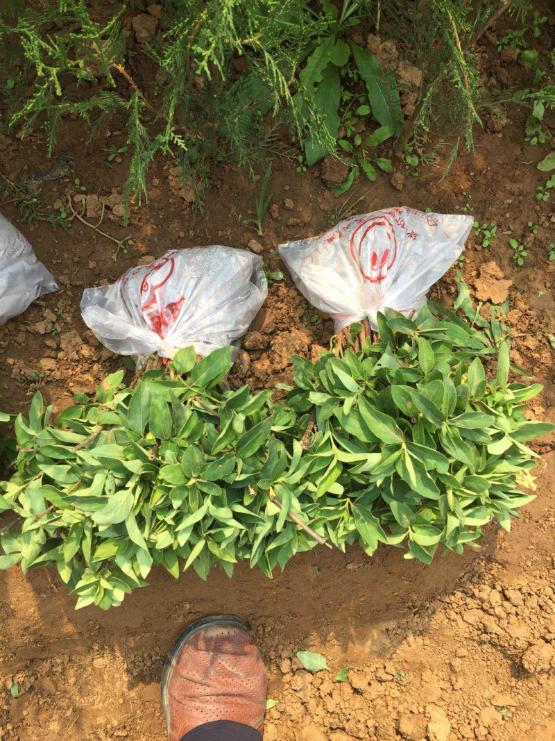 百花一号金银花苗，基地直销，包成活，品种纯正，