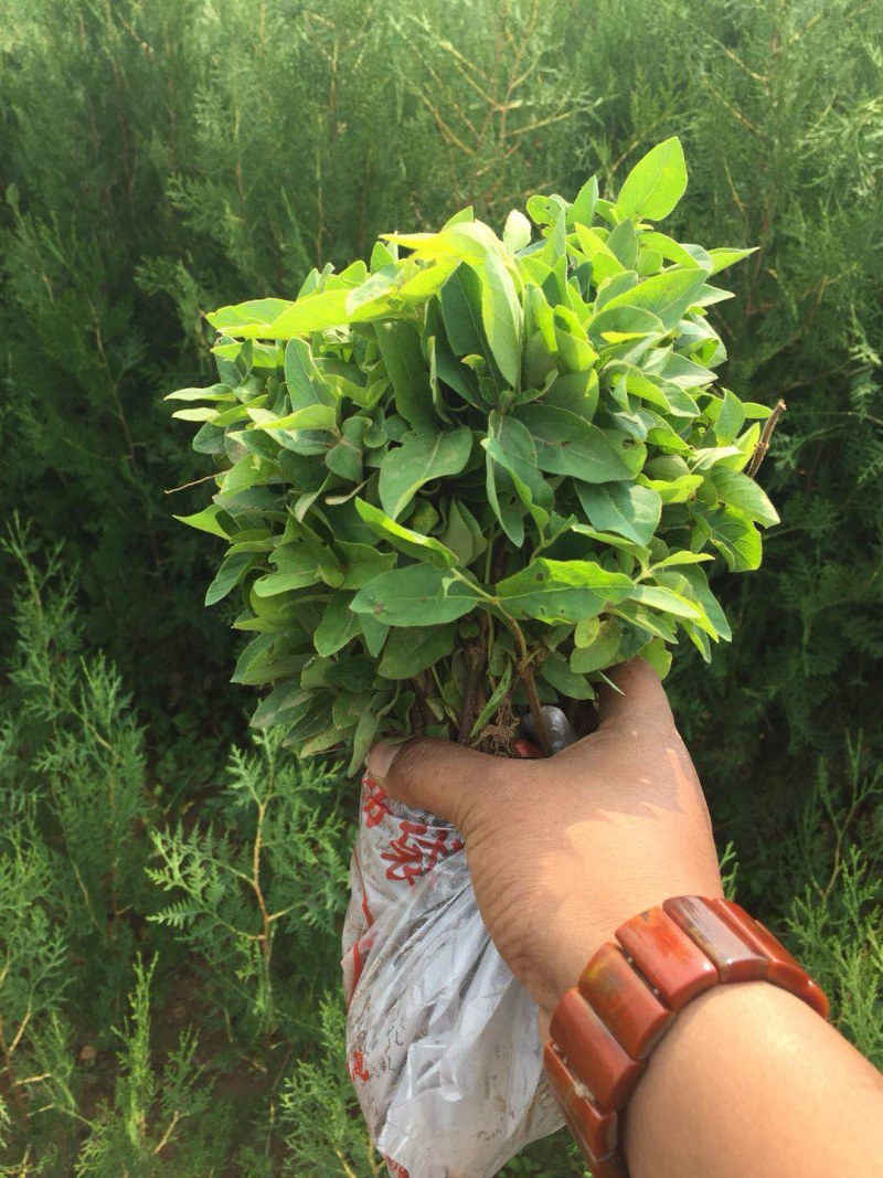 百花一号金银花苗，基地直销，包成活，品种纯正，