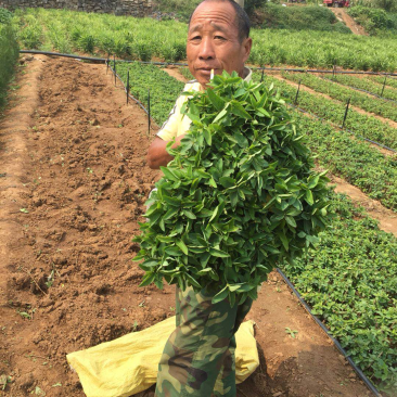 百花一号金银花苗，基地直销，包成活，品种纯正，