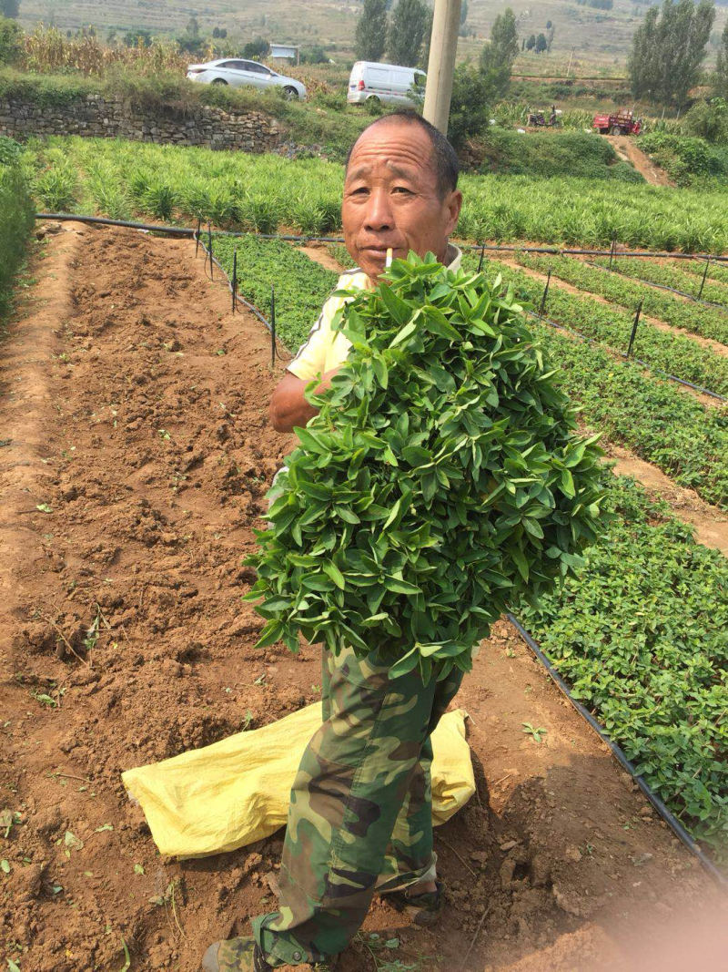 百花一号金银花苗，基地直销，包成活，品种纯正，