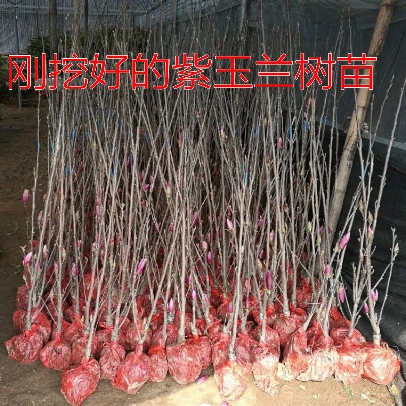 紫玉兰树苗玉兰苗嫁接玉兰花苗红玉兰白玉兰地栽绿化