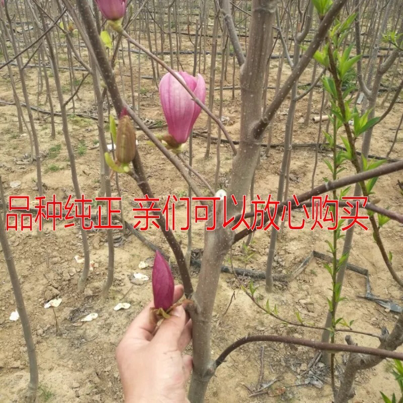 紫玉兰树苗玉兰苗嫁接玉兰花苗红玉兰白玉兰地栽绿化