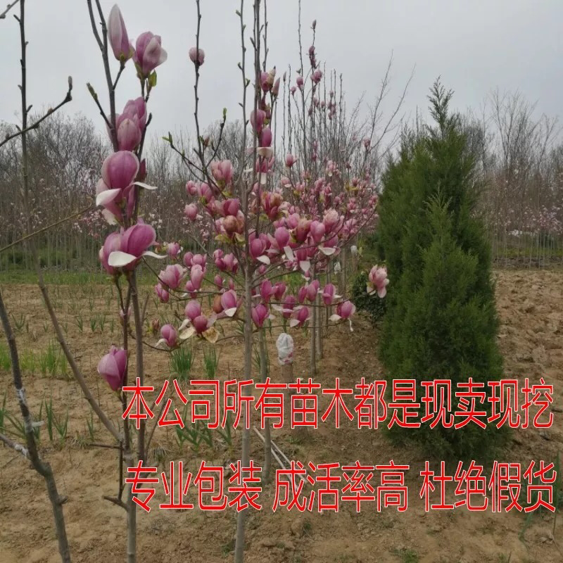 紫玉兰树苗玉兰苗嫁接玉兰花苗红玉兰白玉兰地栽绿化