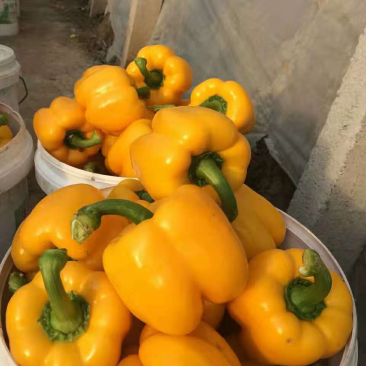 山东寿光大量优质五彩椒上市