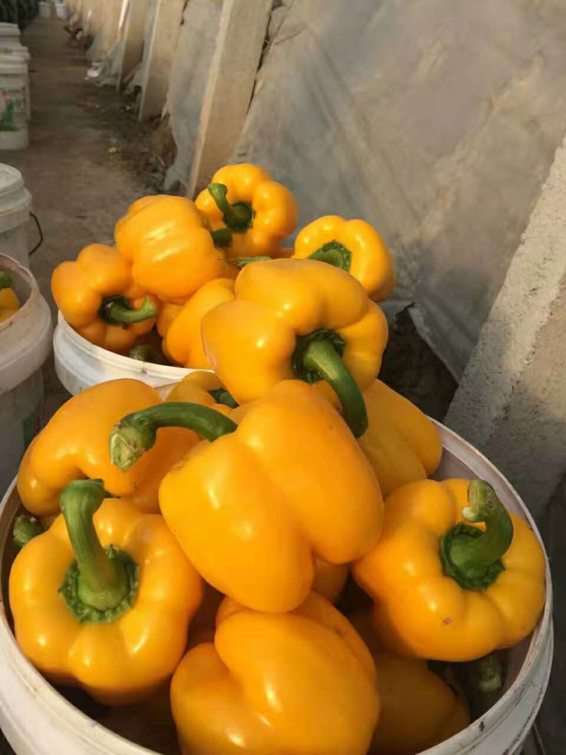 山东寿光大量优质五彩椒上市