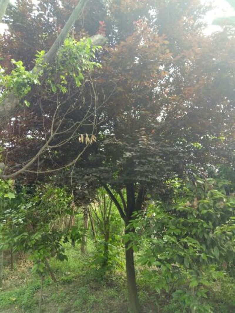 红叶李