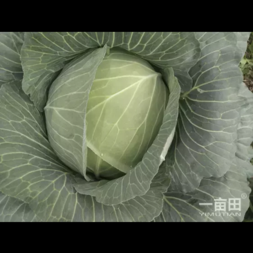橄榄菜