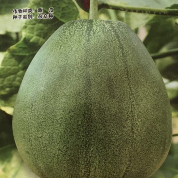 绿色薄皮甜瓜种子一绿色时代
