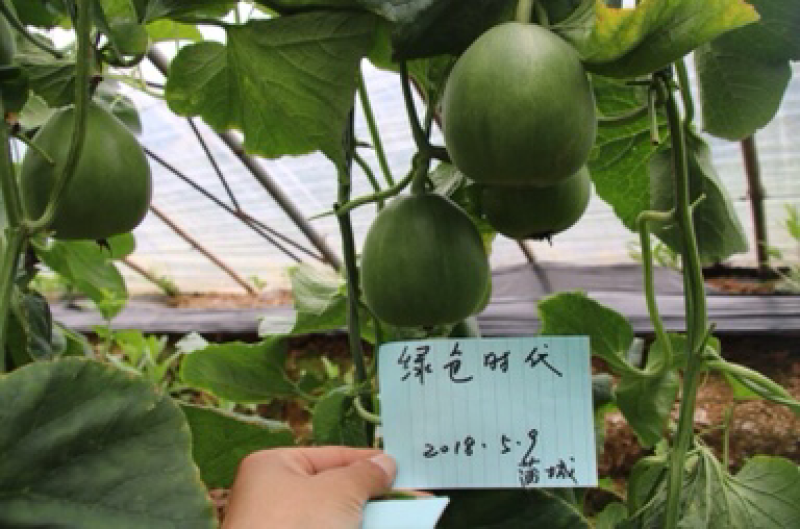 绿色薄皮甜瓜种子一绿色时代