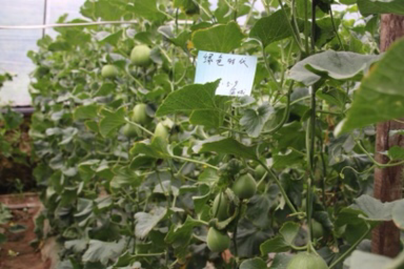 绿色薄皮甜瓜种子一绿色时代