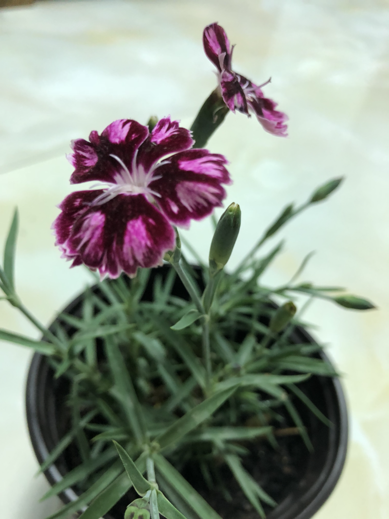 彩虹石竹