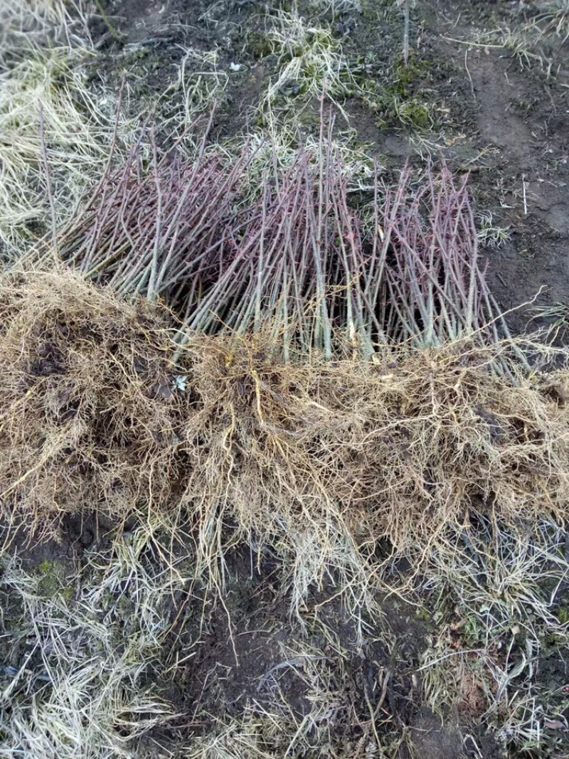 汉源红椒苗，花椒嫁接苗，根系发达成活率高，提供技术指导