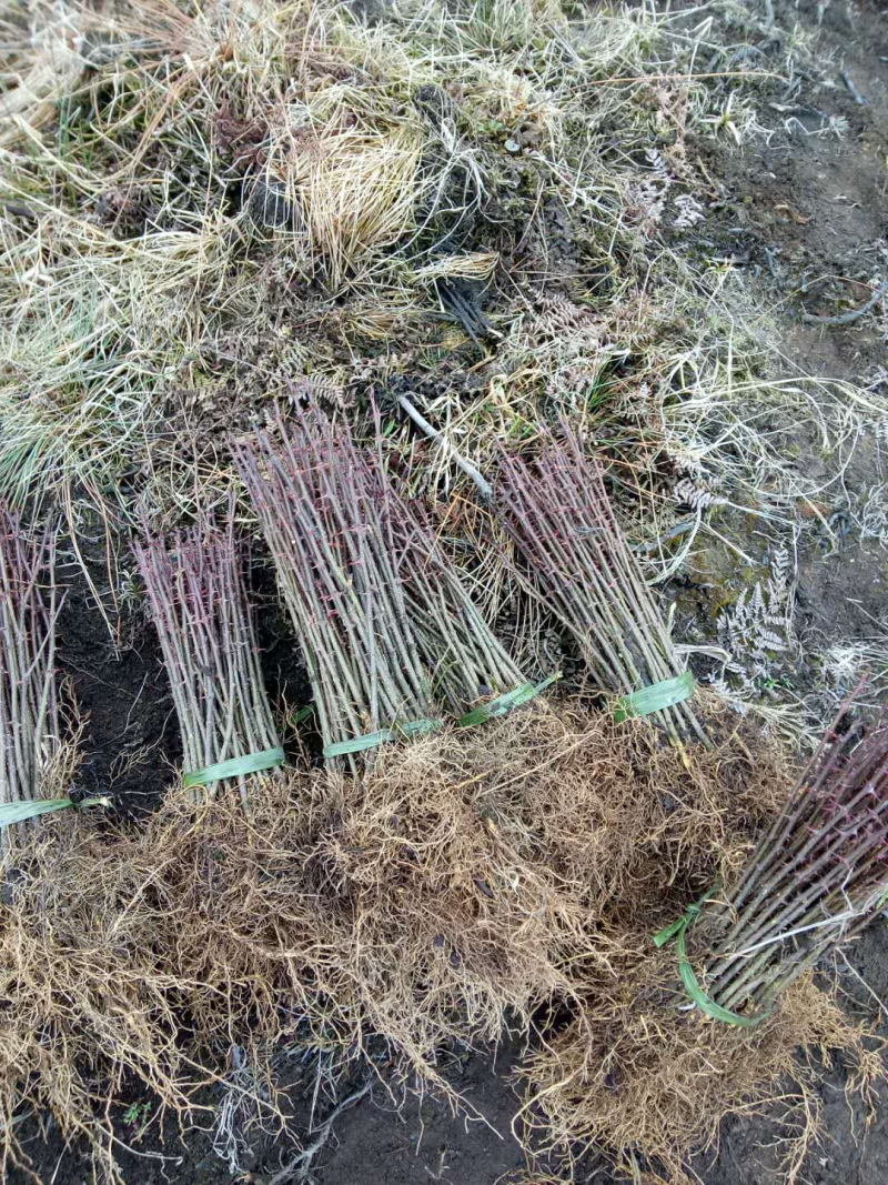 汉源红椒苗，花椒嫁接苗，根系发达成活率高，提供技术指导