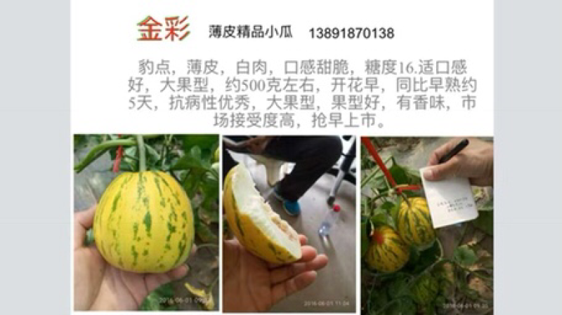绿色薄皮甜瓜种子一绿色时代