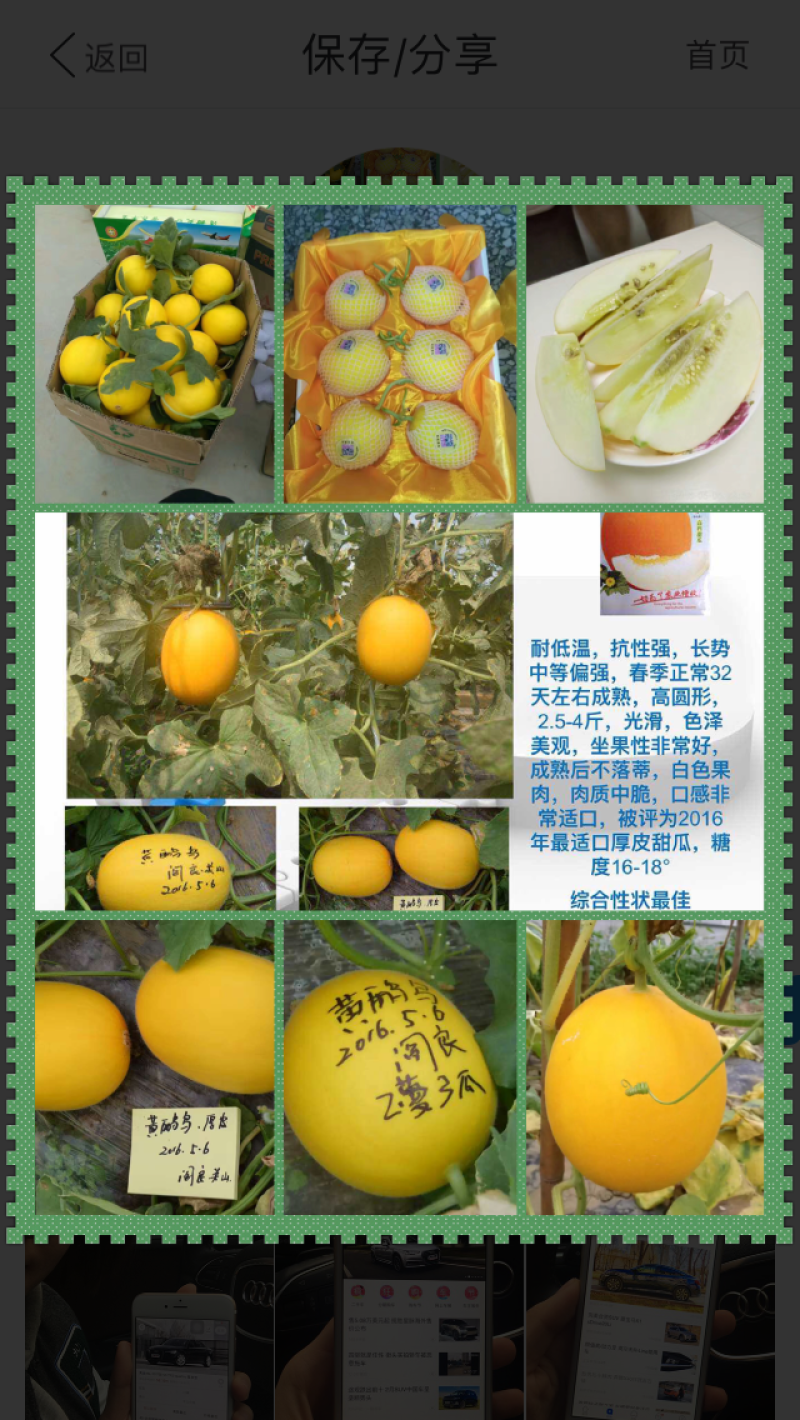 绿色薄皮甜瓜种子一绿色时代