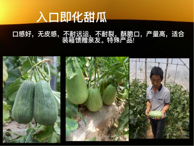 绿色薄皮甜瓜种子一绿色时代