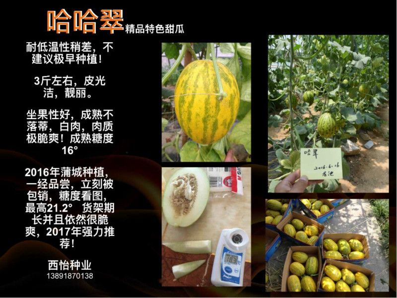 绿色薄皮甜瓜种子一绿色时代