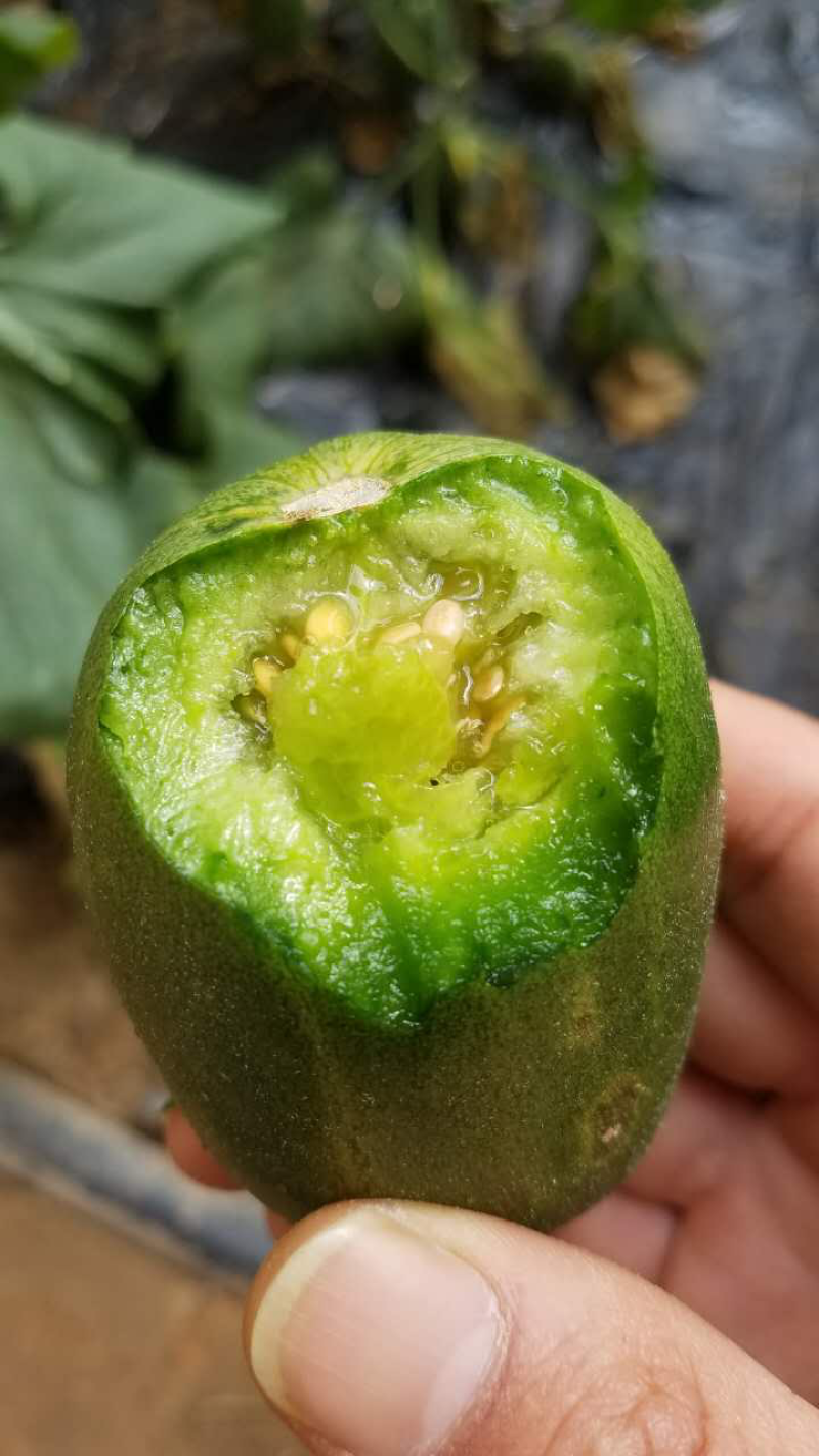 绿色薄皮甜瓜种子一绿色时代