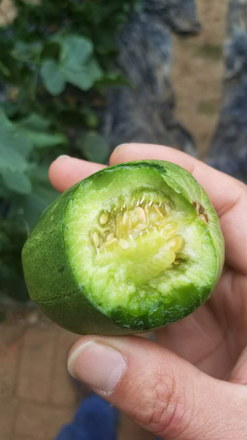 绿色薄皮甜瓜种子一绿色时代