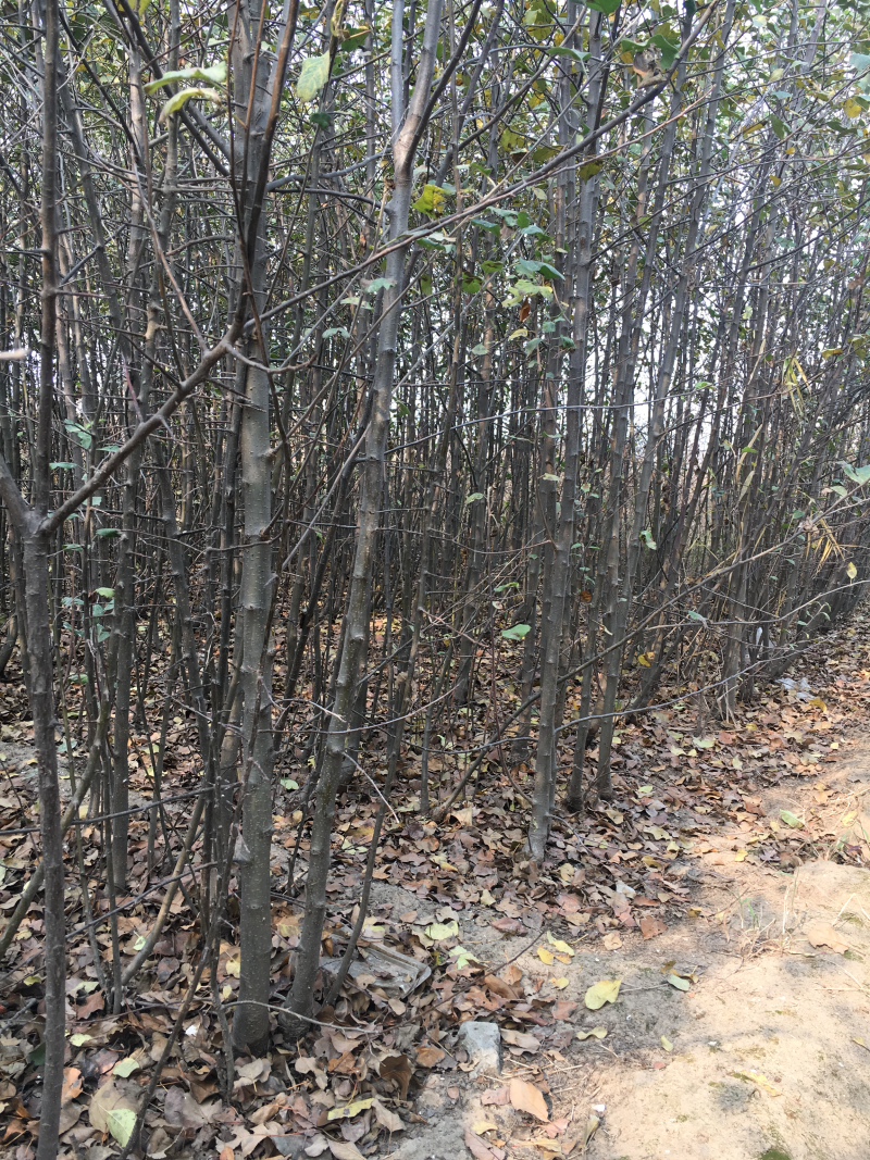 腾地便宜处理地径2到5公分脱毒烟富3苹果苗