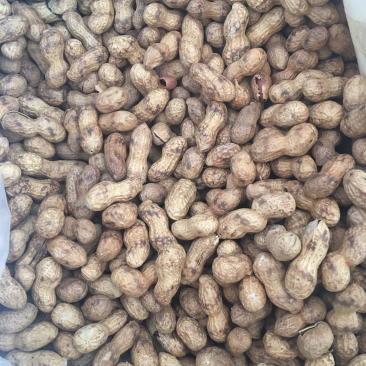 宁化湿炒花生。上新后发货
