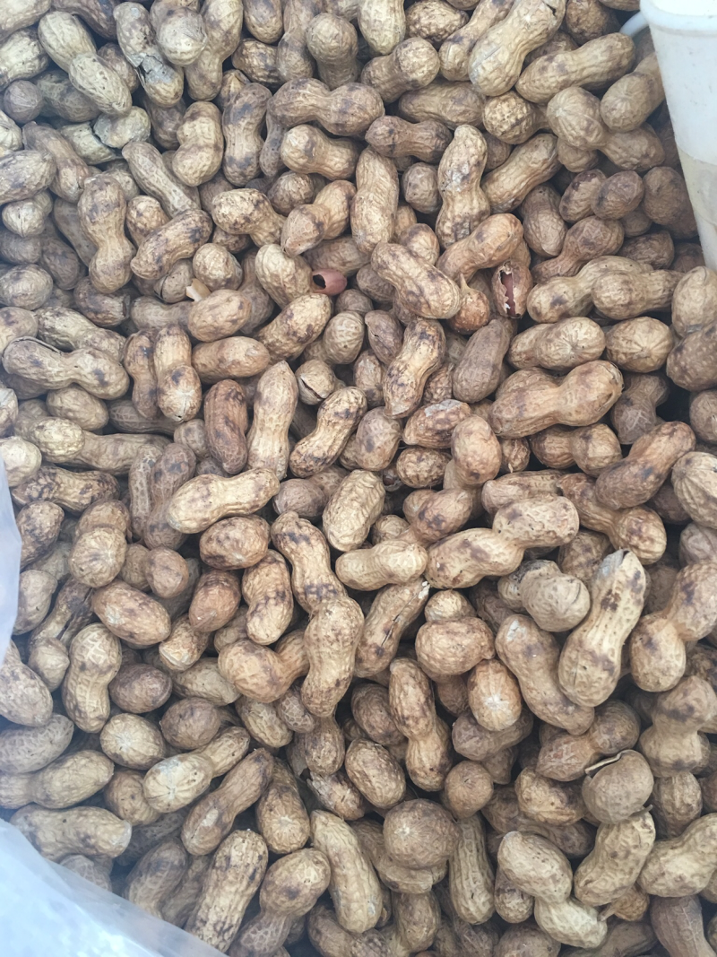 宁化湿炒花生。上新后发货