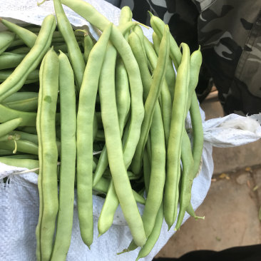 四季豆，小金豆5毛到1.5的货，货量充足