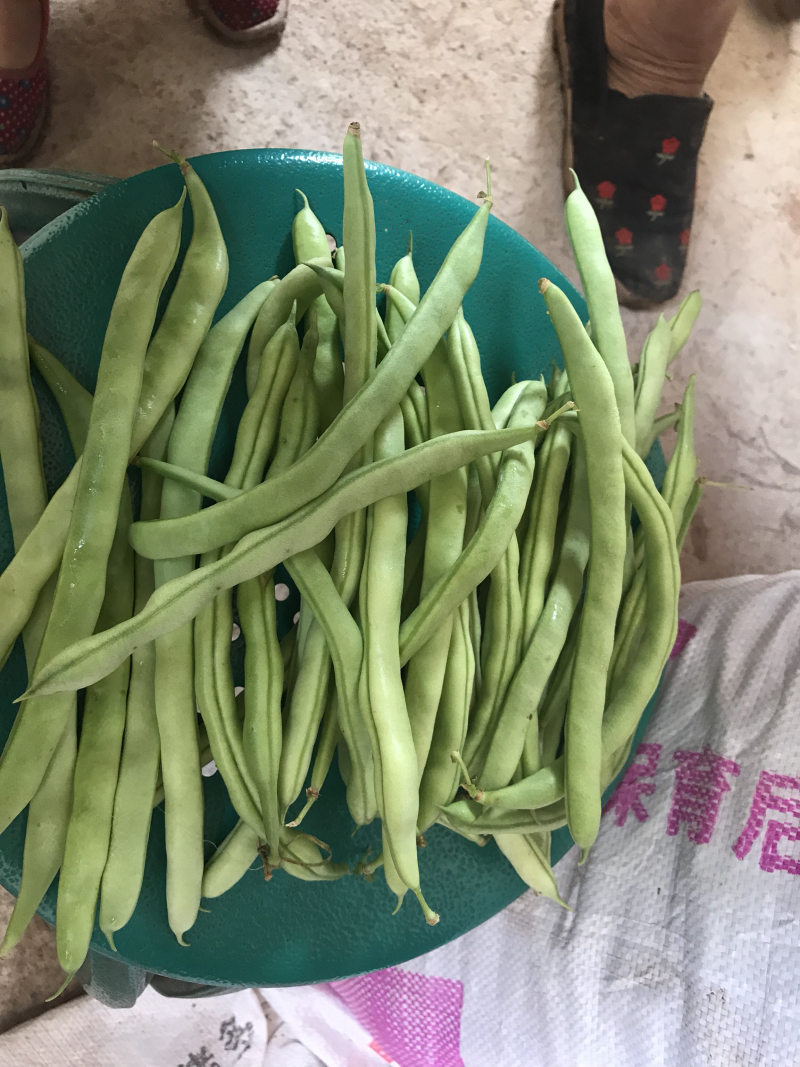 四季豆，小金豆5毛到1.5的货，货量充足