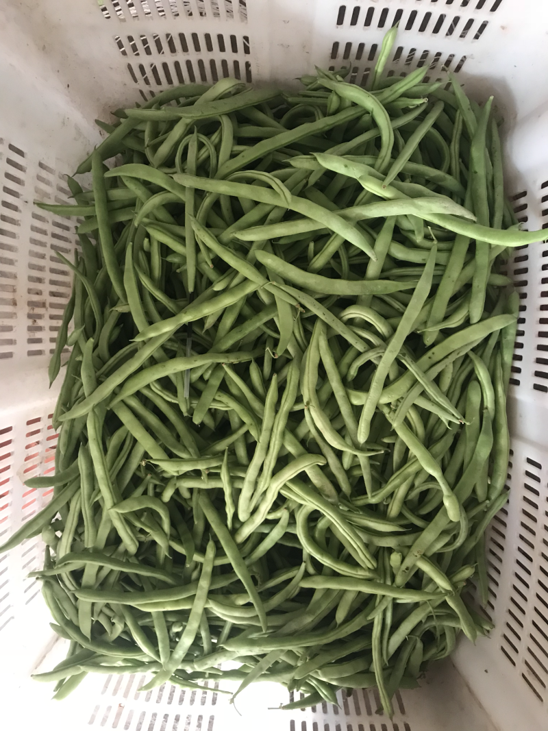 四季豆，小金豆5毛到1.5的货，货量充足