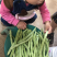 四季豆，小金豆5毛到1.5的货，货量充足