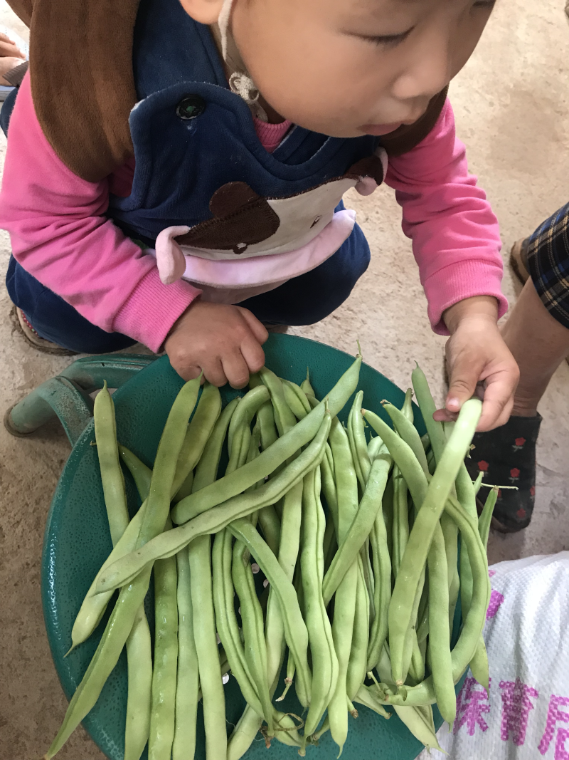 四季豆，小金豆5毛到1.5的货，货量充足