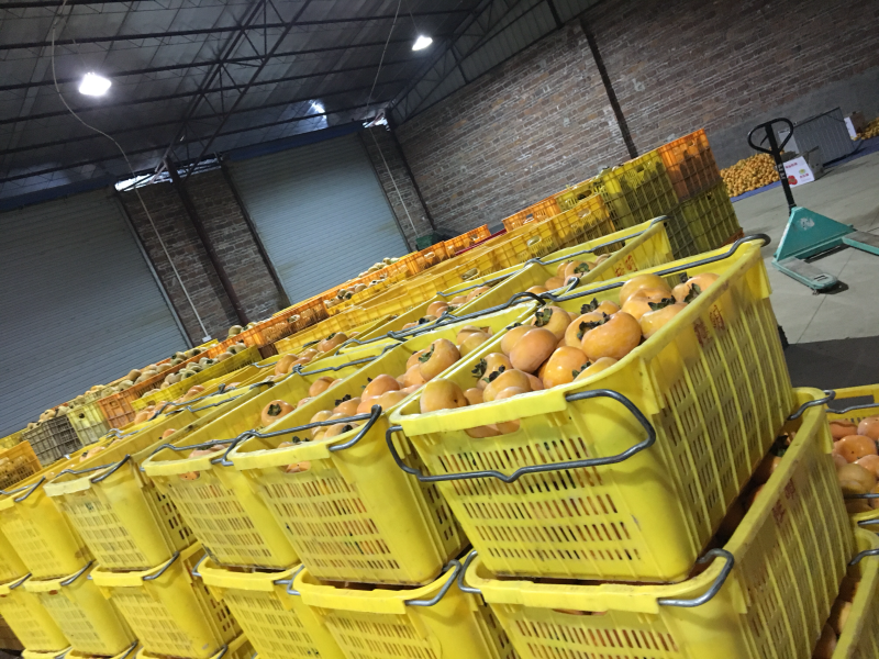 广西恭城脆柿子精品果独立包装个大脆甜产地大量供应脆柿