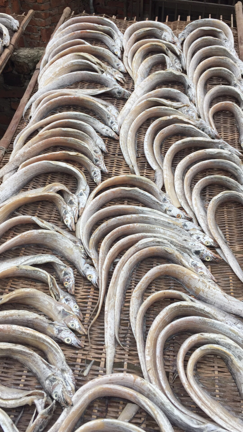 东海带鱼