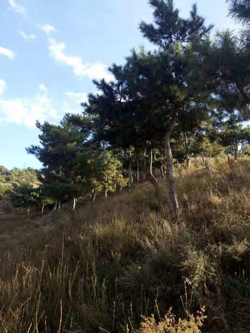 五千亩林地寻求合作