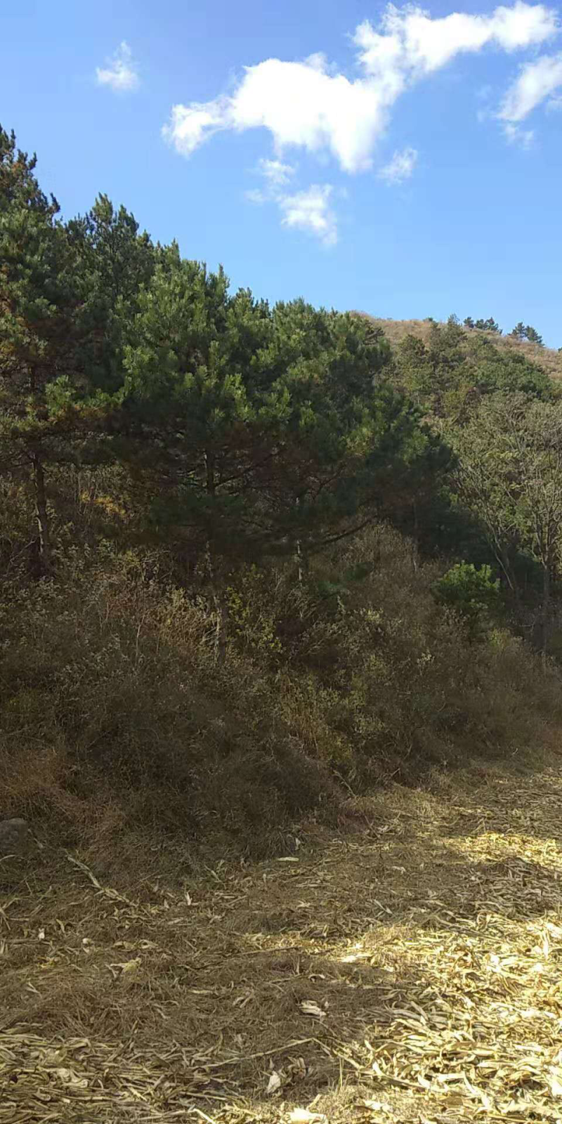 五千亩林地寻求合作