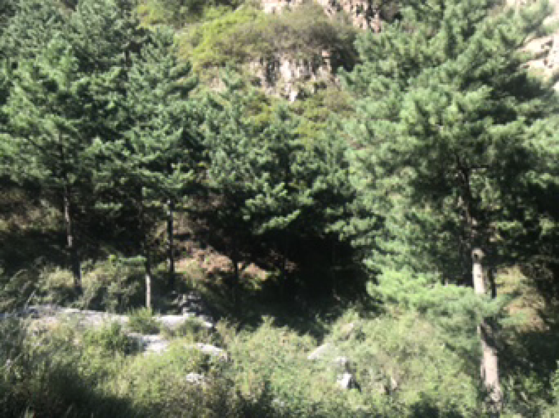 五千亩林地寻求合作