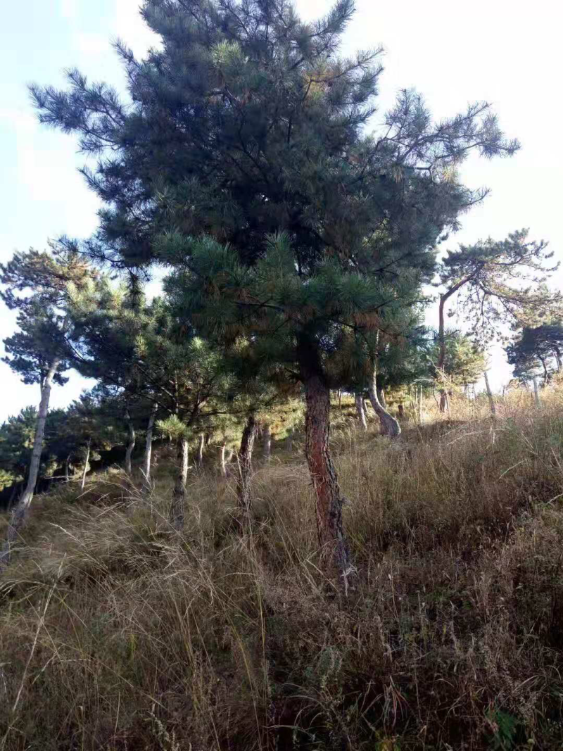 五千亩林地寻求合作
