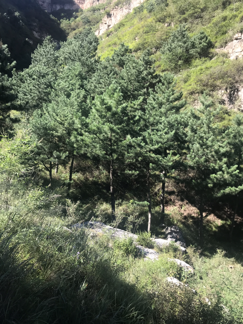 五千亩林地寻求合作