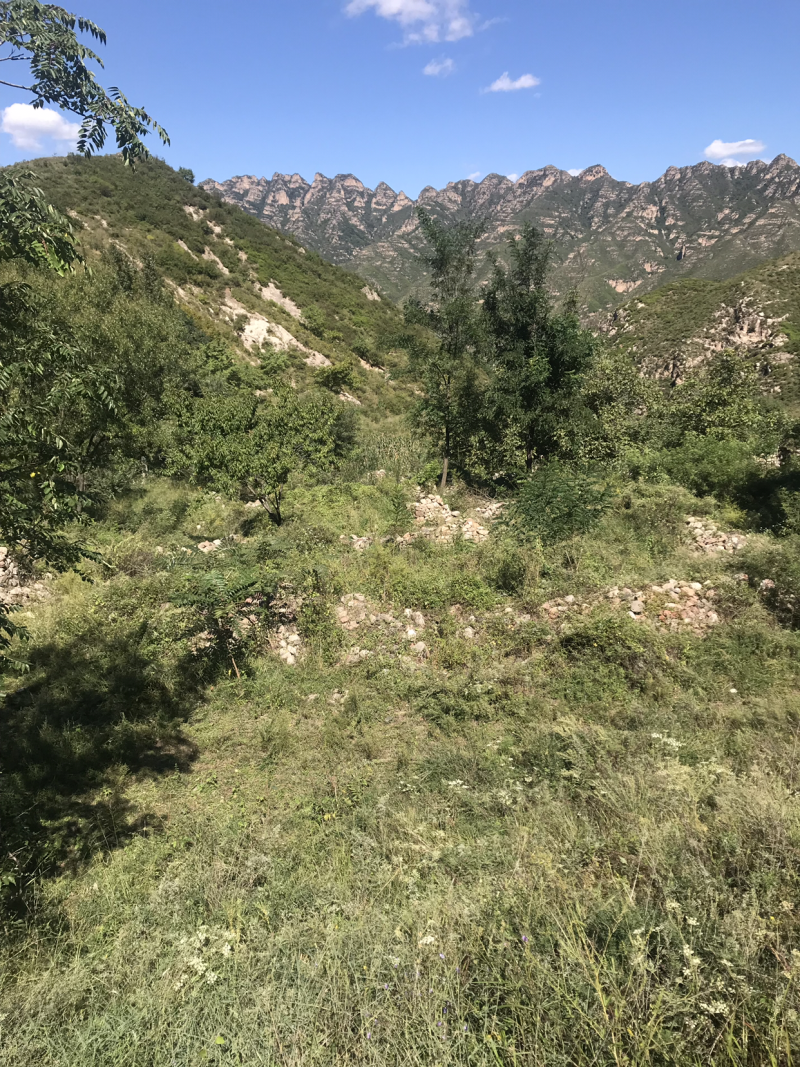 五千亩林地寻求合作