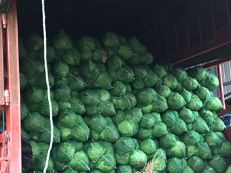 【实力推荐】湖北精品甘蓝已大量上市。欢迎各地客商前来选购