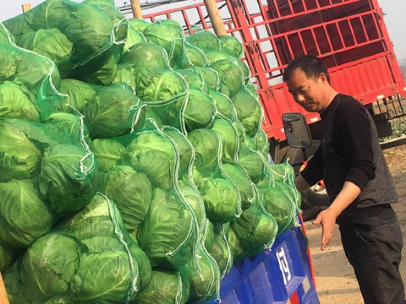 【实力推荐】湖北精品甘蓝已大量上市。欢迎各地客商前来选购